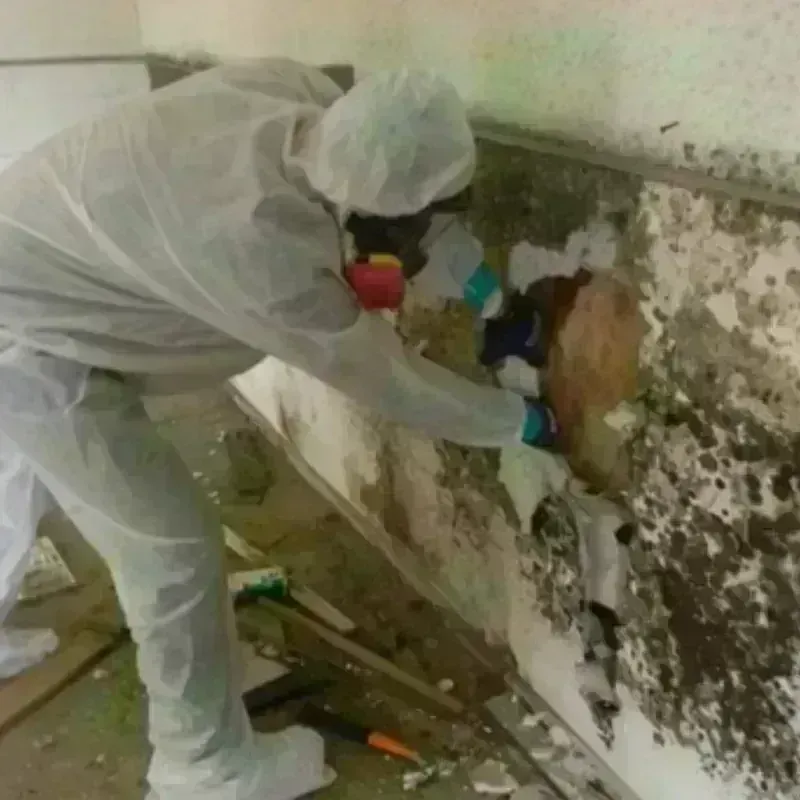 Mold Remediation and Removal in Central City, PA